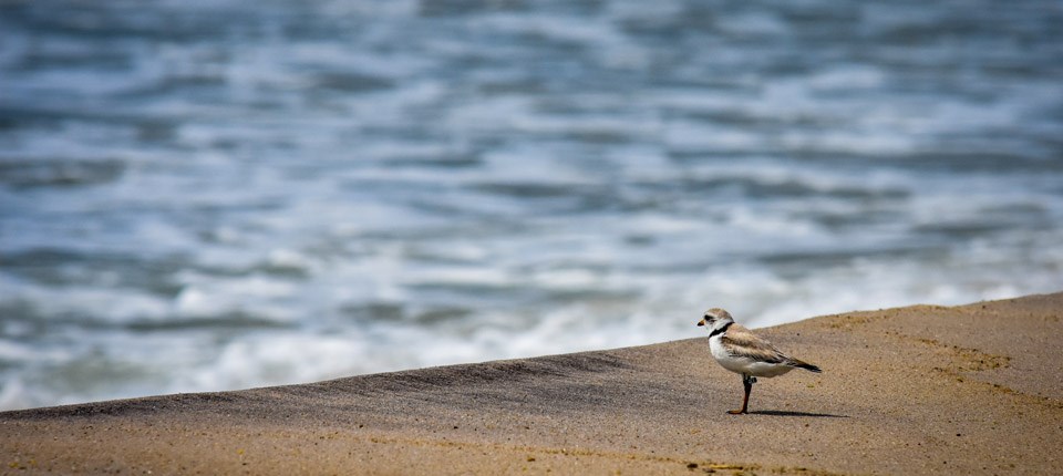A small stocky shorebird, the Piping Plover, stands on the beach by the water