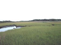 Small tidal stream is bounded by bright green saltmarsh grasses.
