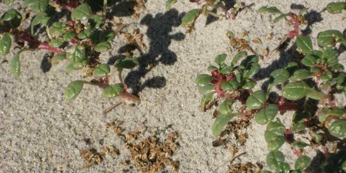 Seabeach-Amaranth-a-Threatened-Beach-Plant