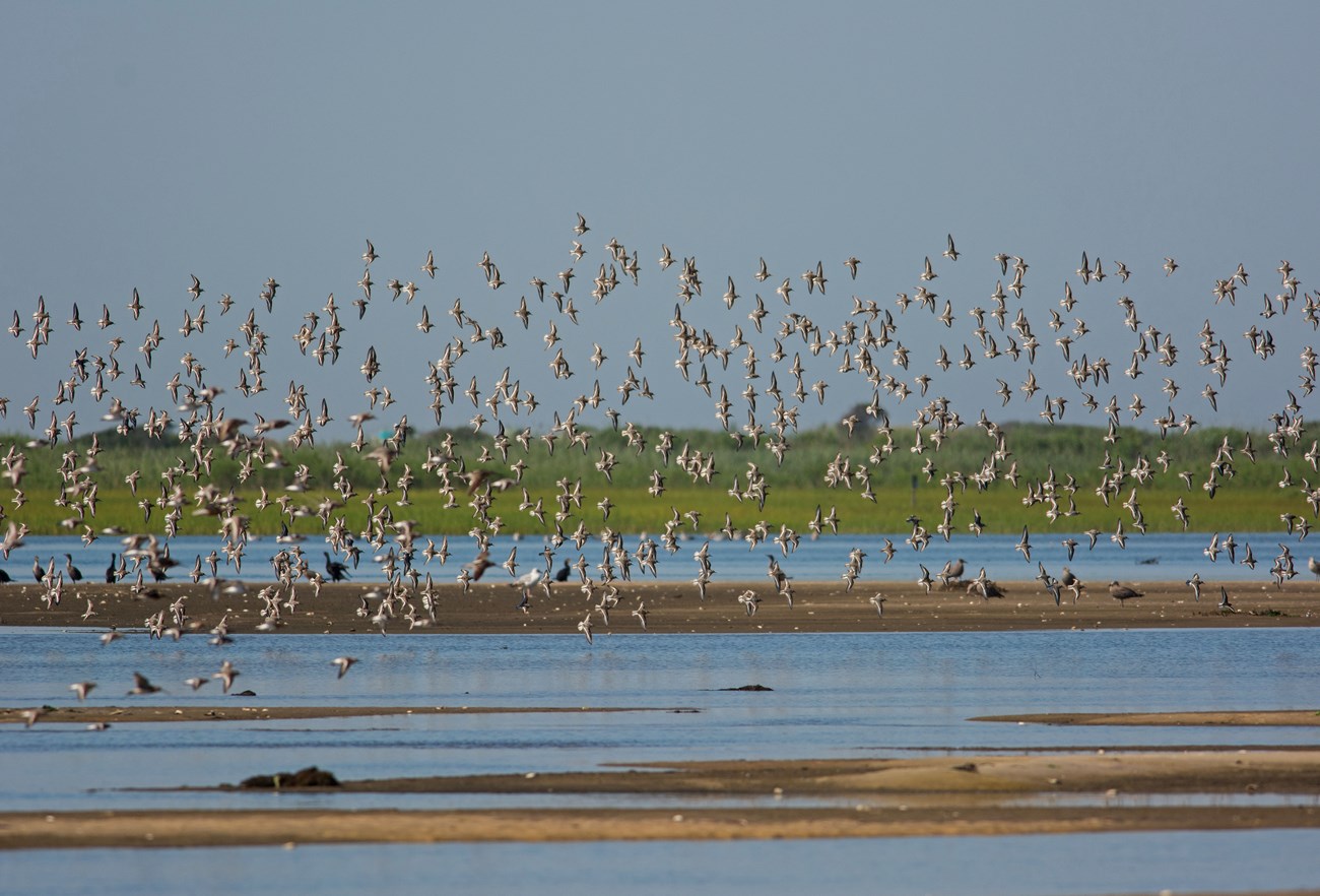 Shorebirds fly gracefully over the water