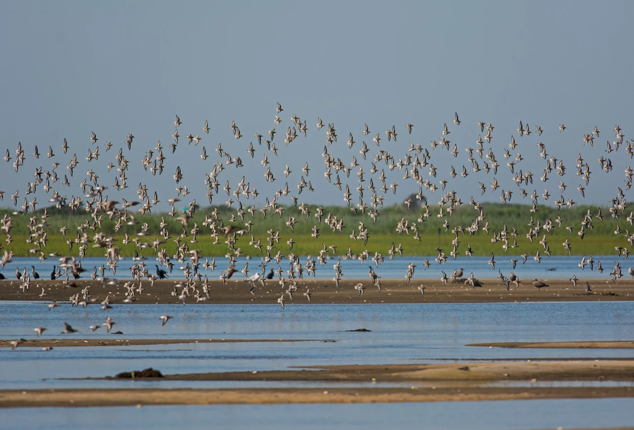 Shorebirds fly gracefully over the water