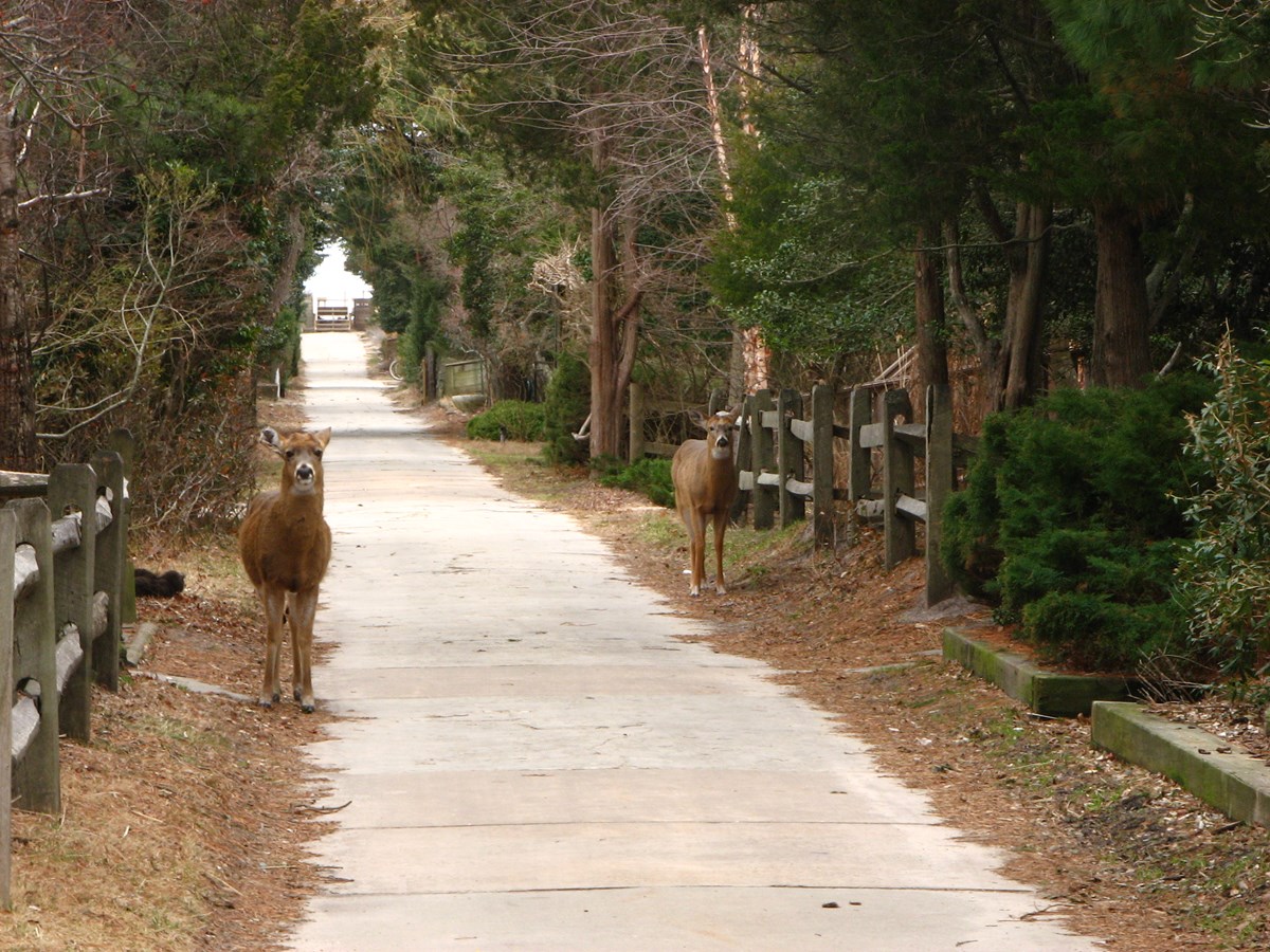 Two deer walk along a walkway in a Fire Island community.