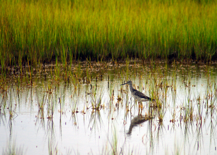 wetlands, marshes and swamps - fire island national