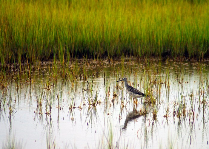 A Greater Yellowlegs forages in the salt marsh near Watch Hill