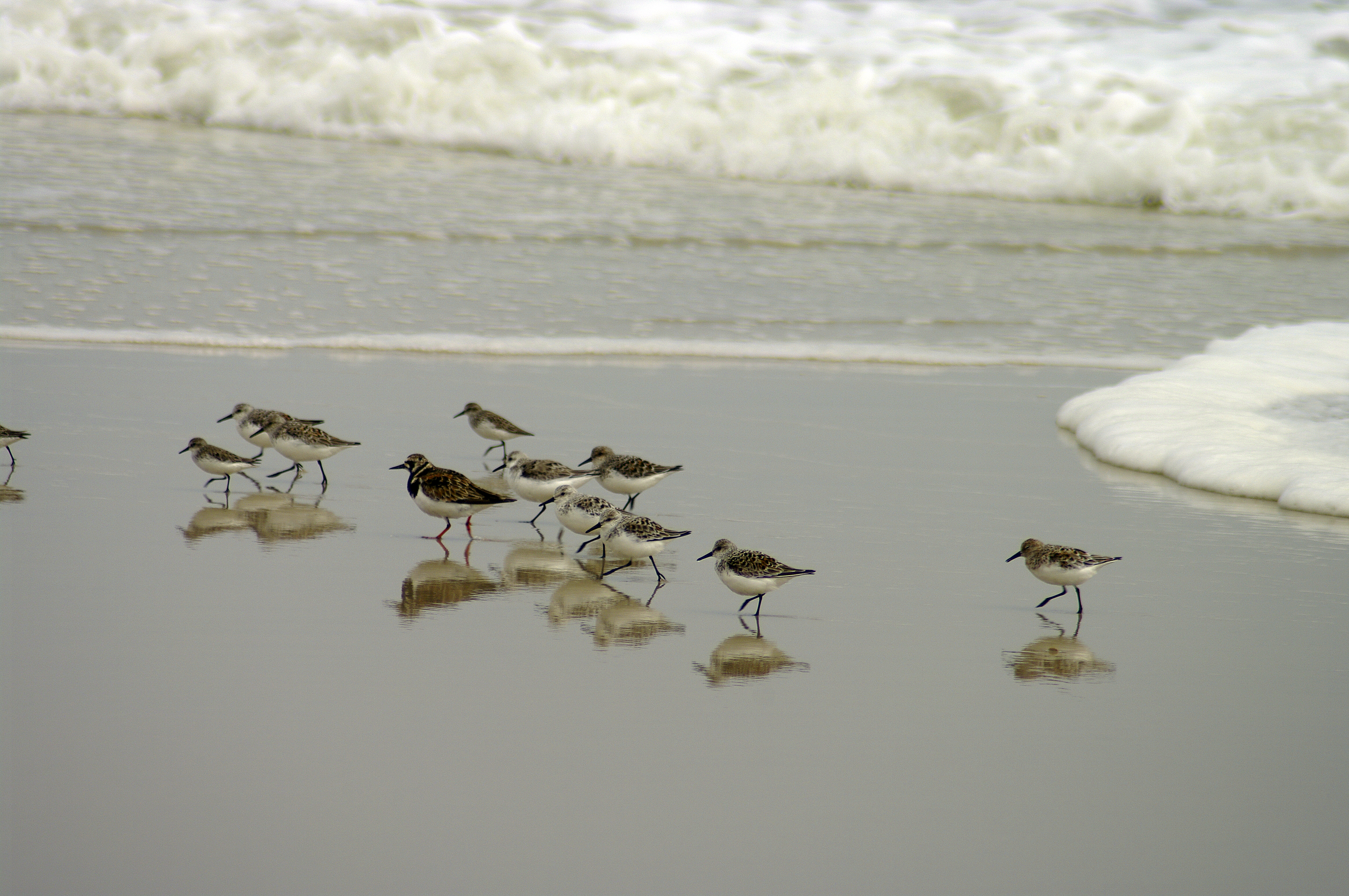 A flock of shorebirds stands on the beach near the waves.