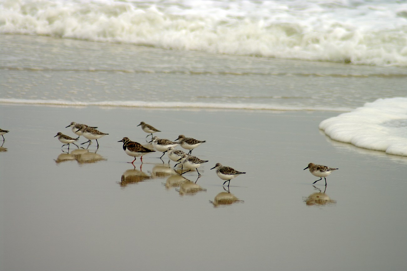 A flock of shorebirds near the waves.