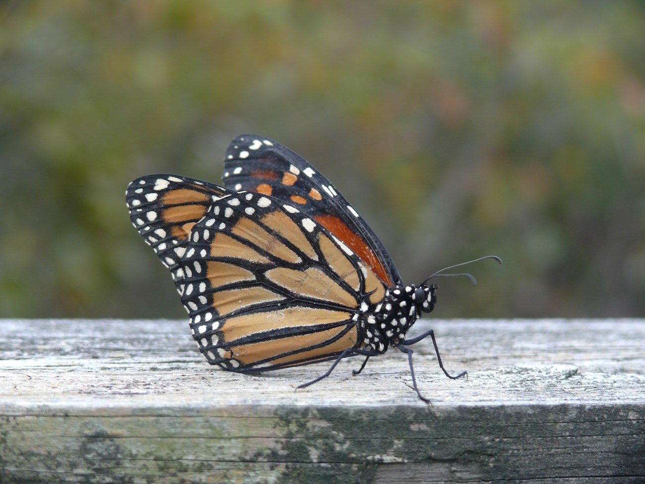 A monarch rests outside a visitor center.