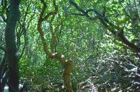 Tangled trunk and branches amid leaves of sassafras.