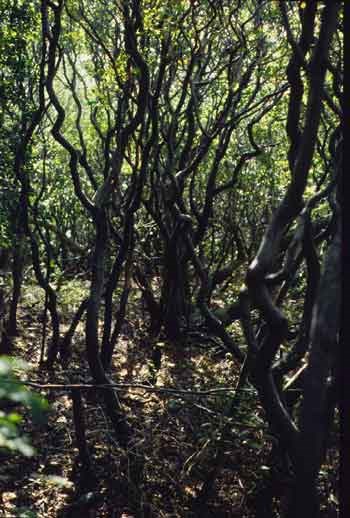 Serviceberry or shadblow tree trunks. Serviceberry or shadblow tree trunks.