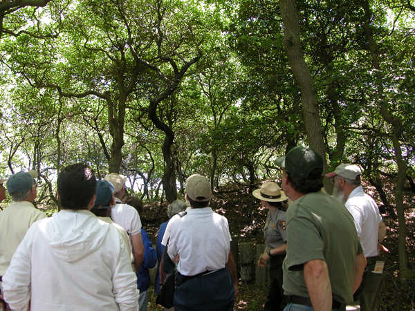 Ranger-guided tour in Fire Island's Sunken Forest.