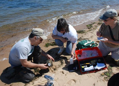 Measurements are taken for horseshoe crab monitoring program on Fire Island Lighthouse bayside beach.