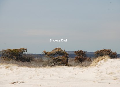 Snowy Owl perched on top of Black Pine tree in the center of the island.
