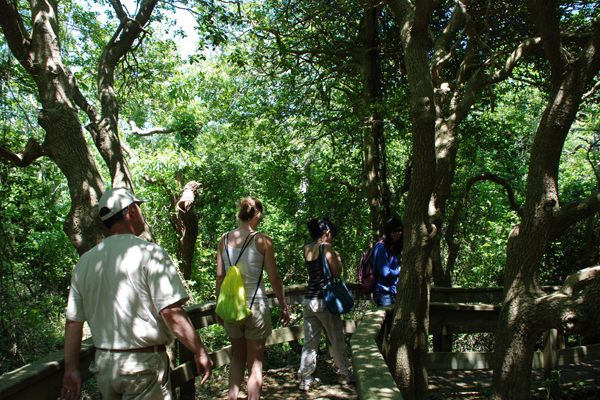Hikers stroll through the Sunken Forest on Fire Island.