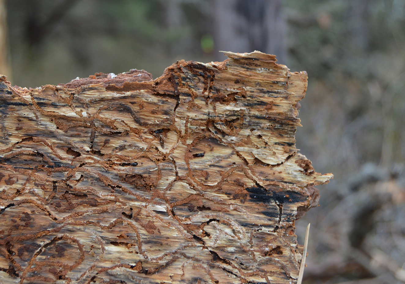 S-shaped southern pine beetle galleries in pine bark.