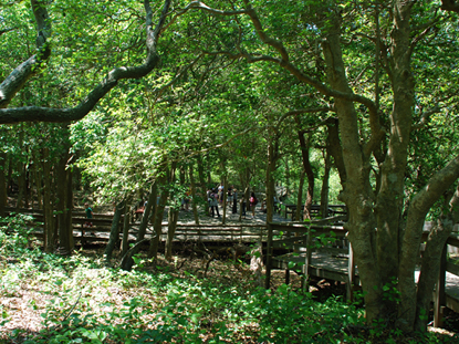 Ranger talk on platform in center of the Sunken Forest Trail Ranger talk on platform in center of the Sunken Forest Trail