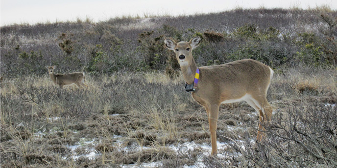 A female white-tailed deer with GPS-enabled radio tracking collar stands in back dune habitat.