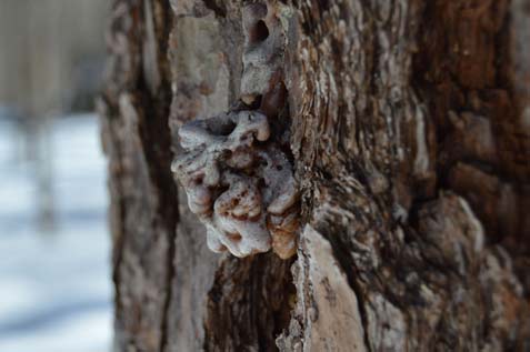 A common sign of southern pine beetle infestation are "pitch tubes," resin emitted by pine trees as a defense mechanism.