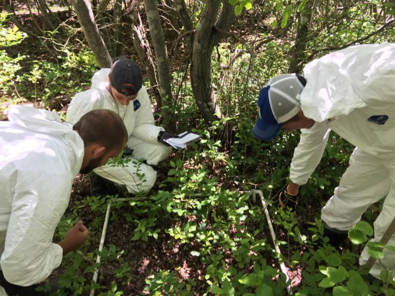Three staff members in protective gear lean over a survey plot on the forest floor. Three staff members in protective gear lean over a survey plot on the forest floor.