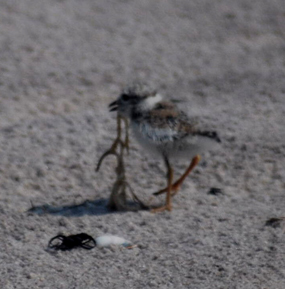 Plover chick on beach.