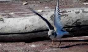 Piping plover spreads wings to fly.