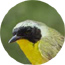 Learn More About Fire Island Birds