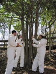 Biologists study the Sunken Forest