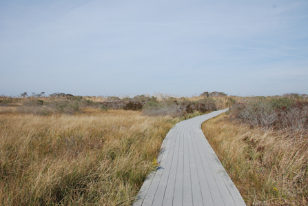 Tick Habitat