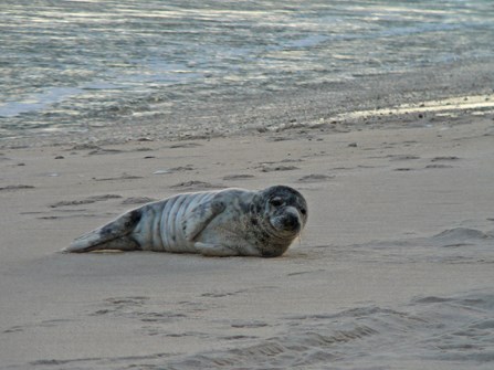 A grey seal pup rests on the beach