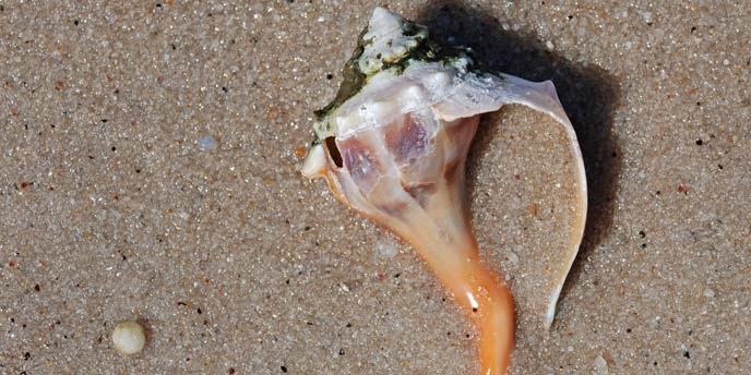 A partially buried Whelk on the beach.