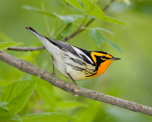 Blackburnian Warbler