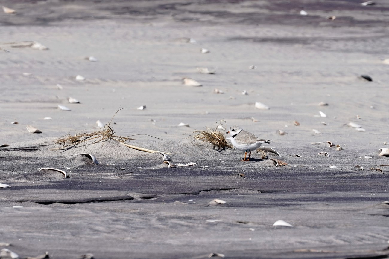 A small white and gray bird is barely visible, blending in to a shell-covered beach.