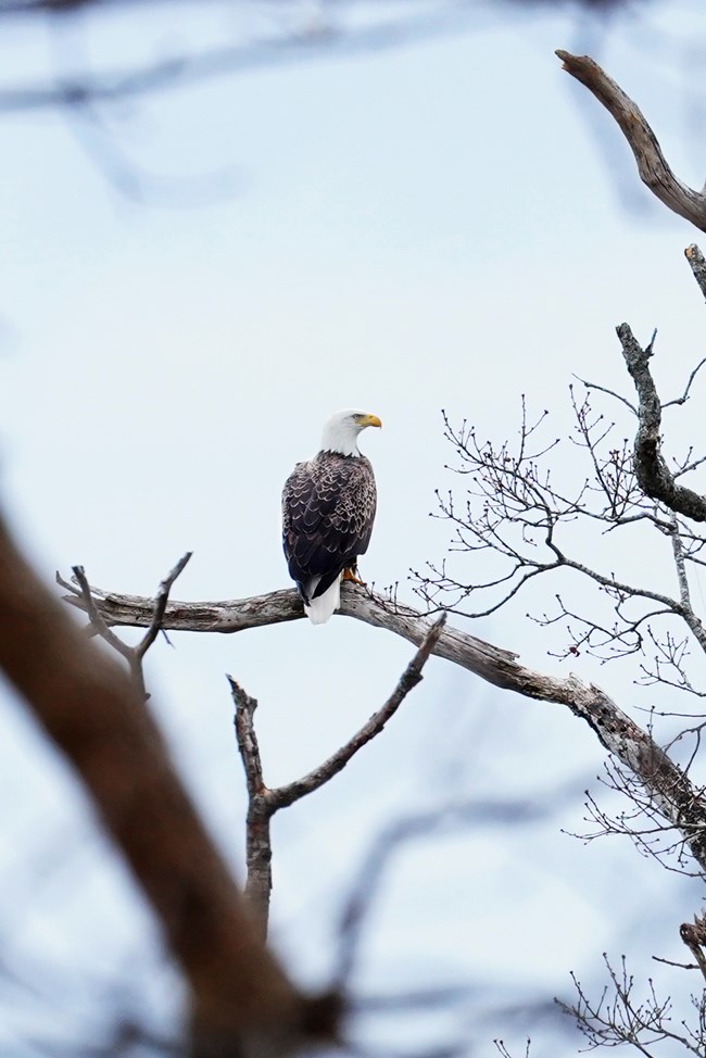 A bald eagle stands proudly atop a tree