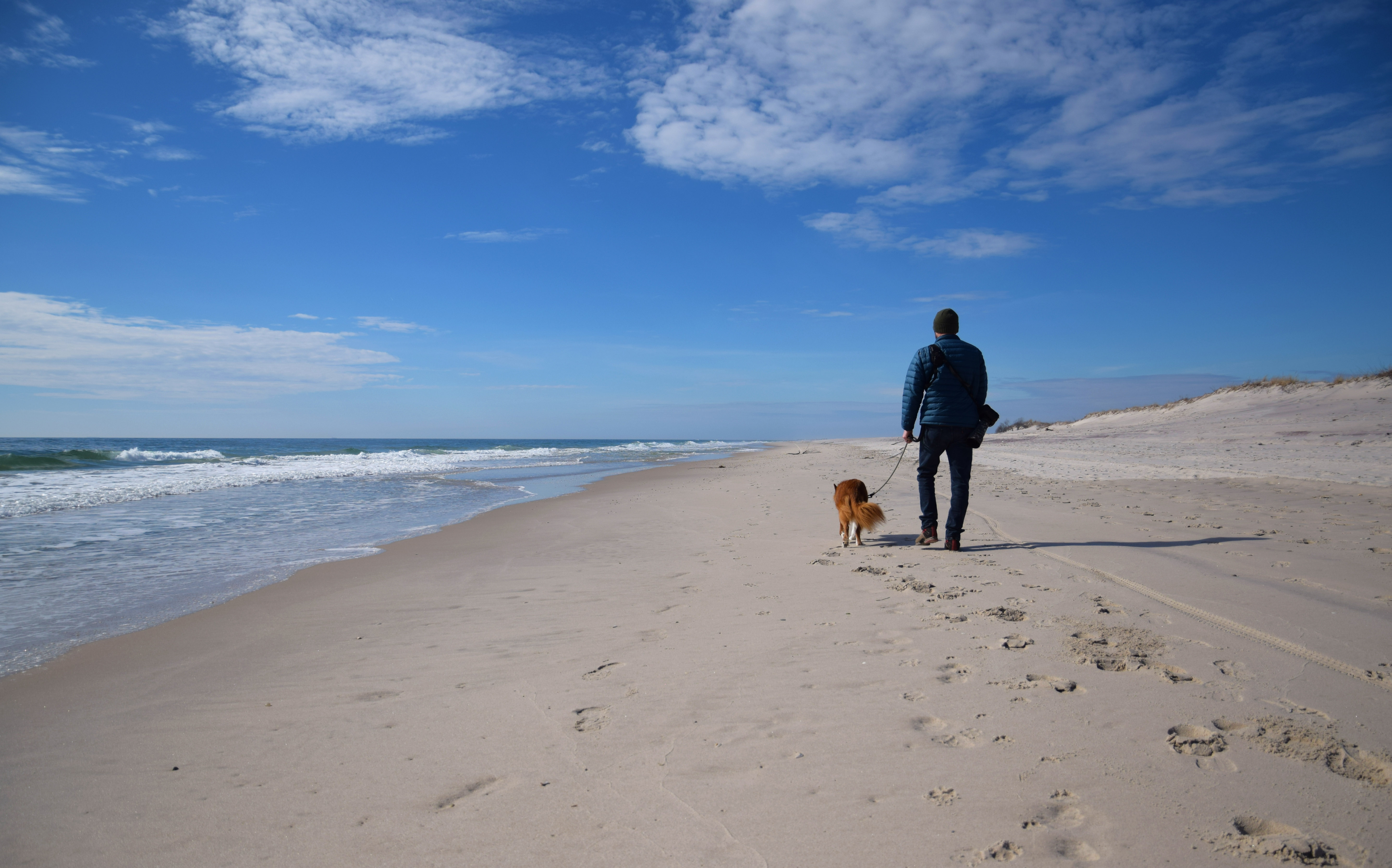 are dogs allowed at point beach