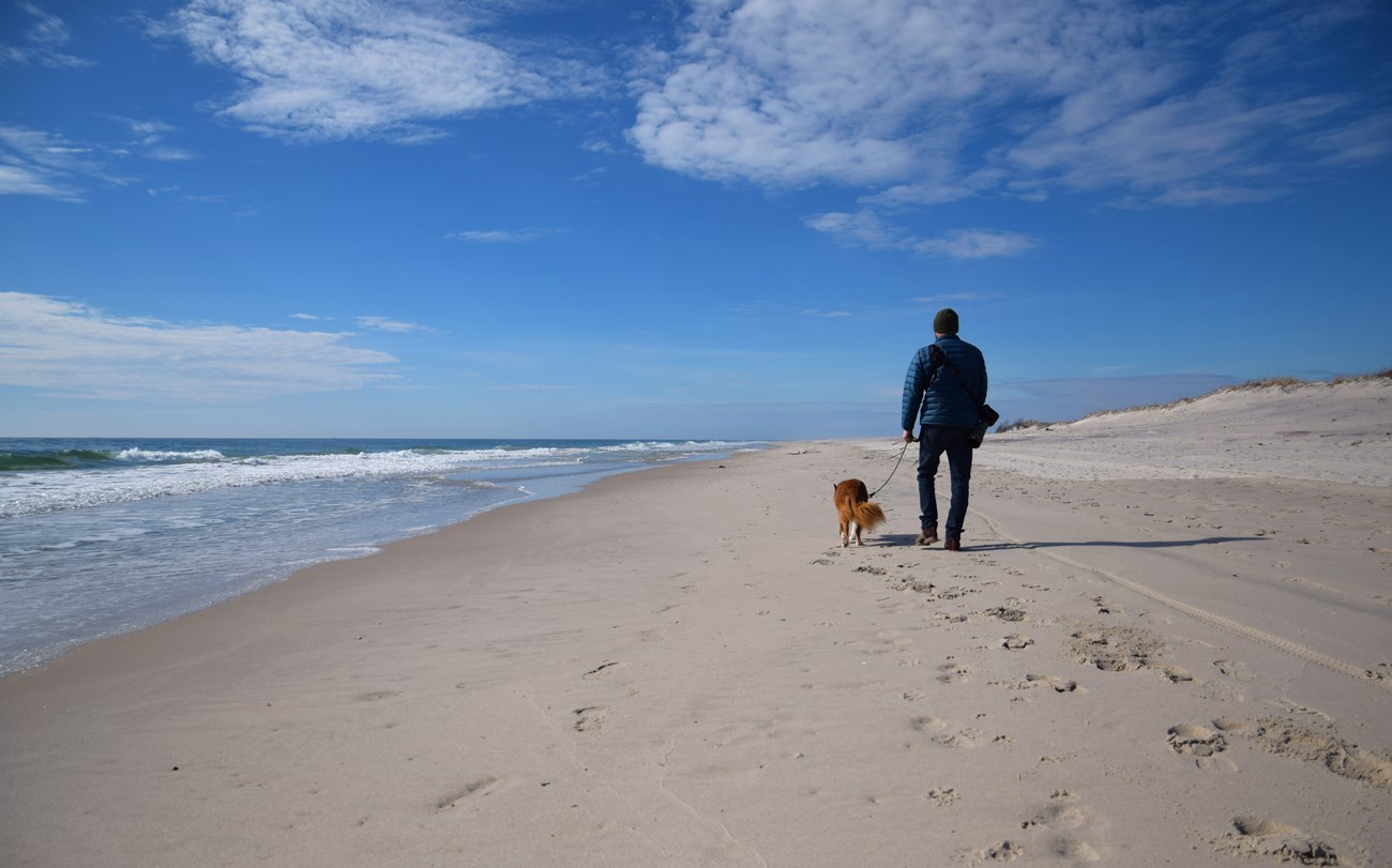 A man walks his leashed dog on a sandy beach under sunny skies.