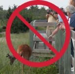 People feeding deer by boardwalk.