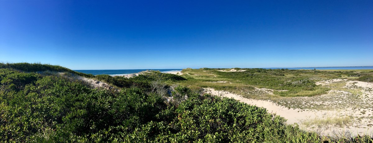 A view of the dunes in Fire Island's wilderness