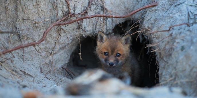 A fox kit peers out of its den