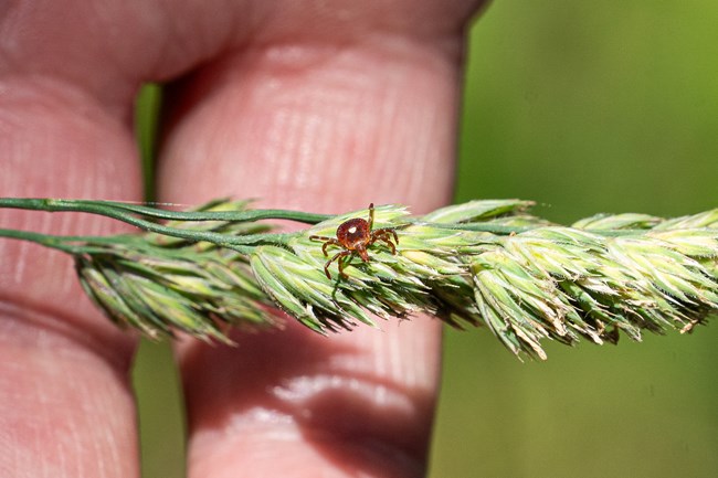 A small brown tick with a white spot crawls on a piece of grass.