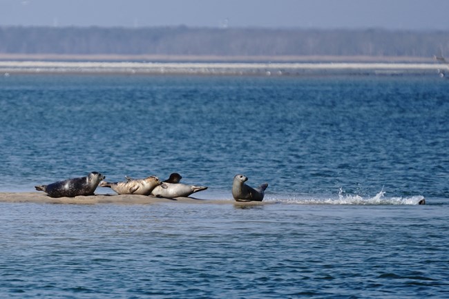 A groupd of seals lounge on a sandbar as one makes a splash.