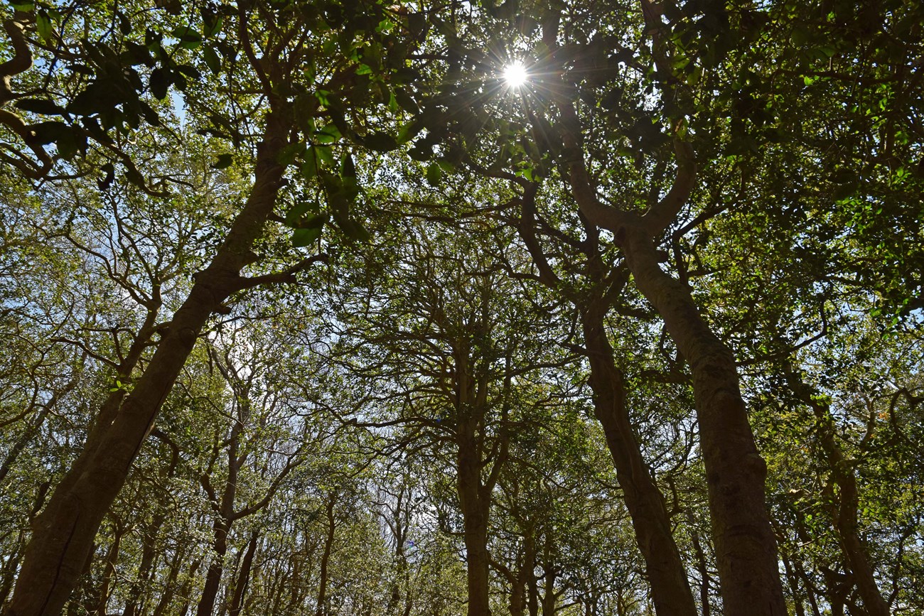 View of maritime forest canopy with light poking through leaves.