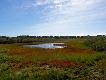 Monarch Butterflies - Fire Island National Seashore (U.S. National Park  Service)