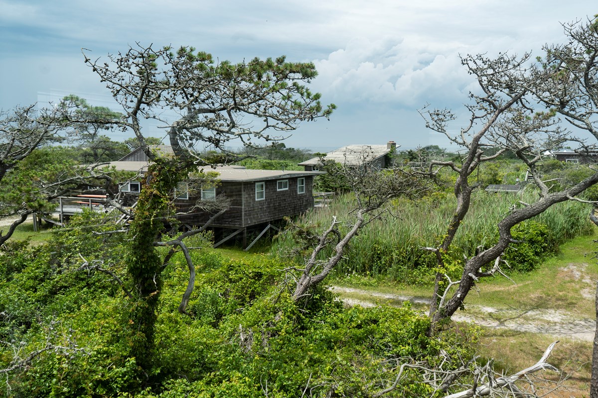 A view of several beach houses obscured by short trees and brush