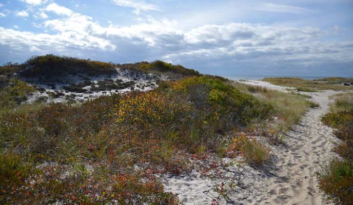 View of sand trail and dune vegetation on Fire Island. View of sand trail and dune vegetation on Fire Island.