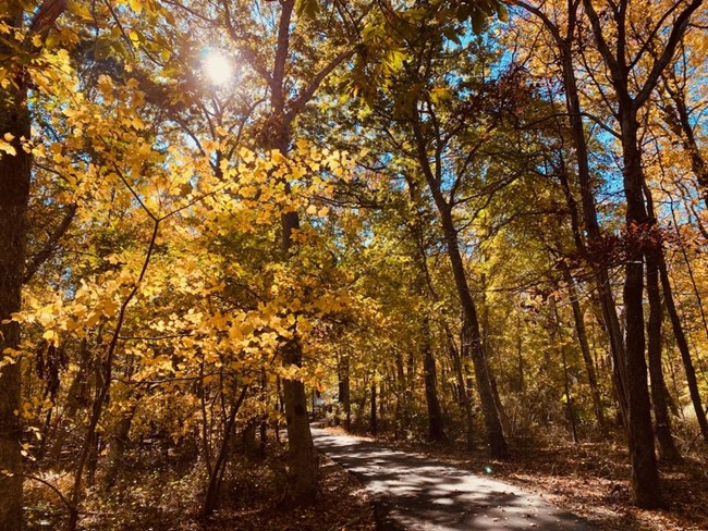 Trees with yellow leaves on sunny day