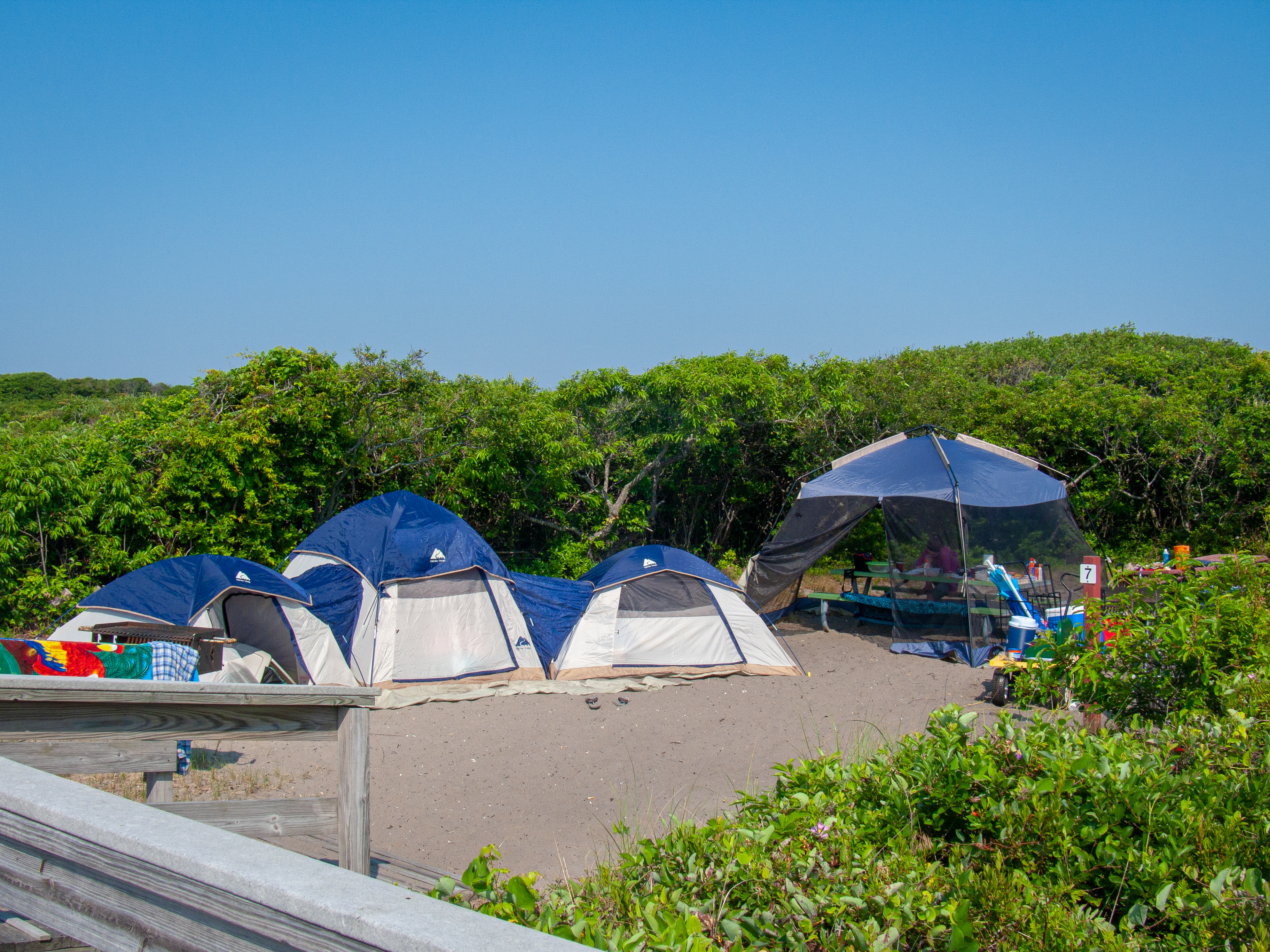 Tents and a screen house set up on the sand among beach vegetation.