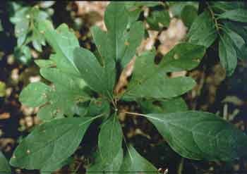 Sassafras leaves