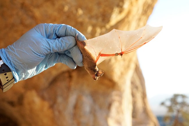 A staff member releasing a recently banded Mexican free-tailed bat.