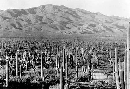 Black and white photo of landscape view with desert in foreground and mountains in back, showing many tall saguaro cacti but very few trees.