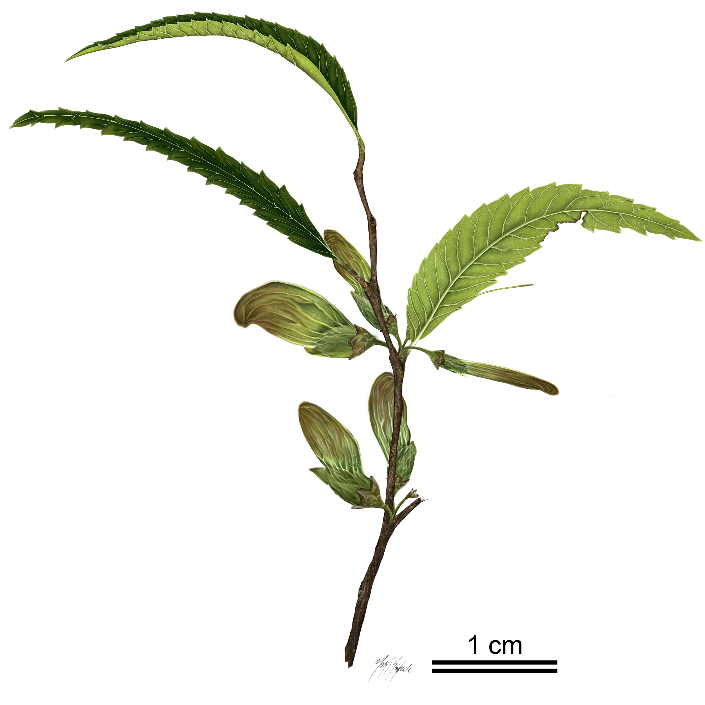 A twig with three leaves and six winged fruits.