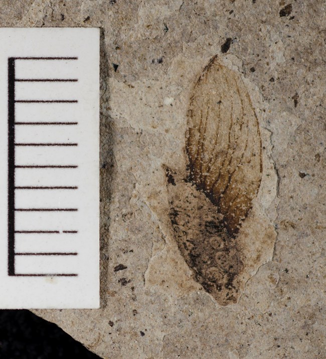 A winged fruit with distinct veins and a large ovular seed on a piece of shale.
